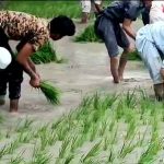 افزایش ۴۰ درصدی  سطح زیر کشت برنج در شهرستان سرباز